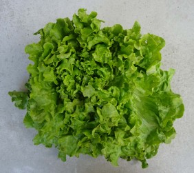 Salade Batavia BIO