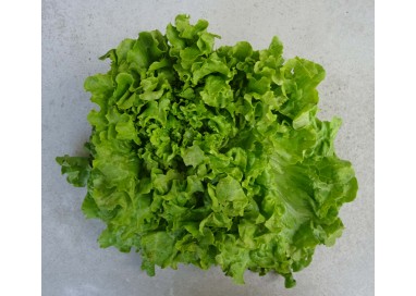 Salade Batavia BIO