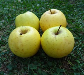 Pommes Opal BIO