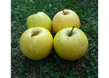 Pommes Delbard BIO