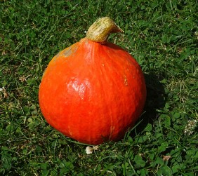 Courge potimarron BIO