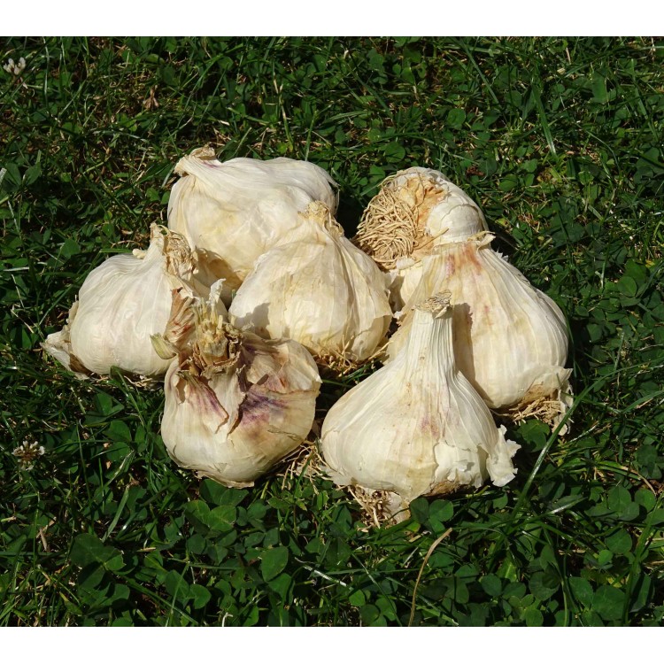 Ail blanc  500g