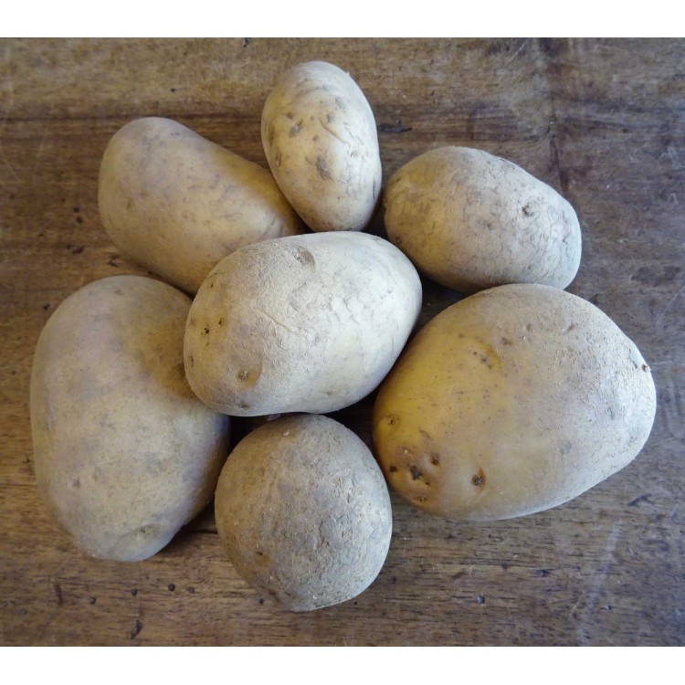 Pommes de terre Annabelle (Chair ferme)