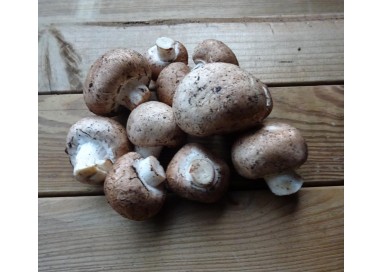 Champignons de Paris BIO