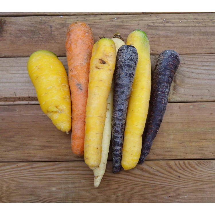 Carottes couleur BIO Carottes couleur BIO