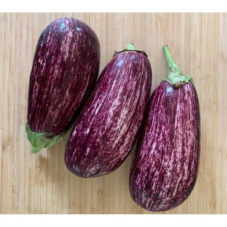 Aubergine tigrée BIO