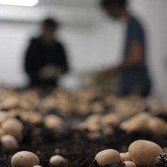 Les champignons de Paris, cultivés en agriculture biologique par la Caverne dans le 18ème arrondissement, sont enfin prêts ! 🍄🌿